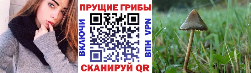Галлюциногенные грибы Cubensis  купить наркоту  KRAKEN онион  Свирск 